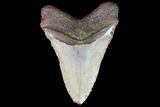 Fossil Megalodon Tooth - North Carolina #75518-2